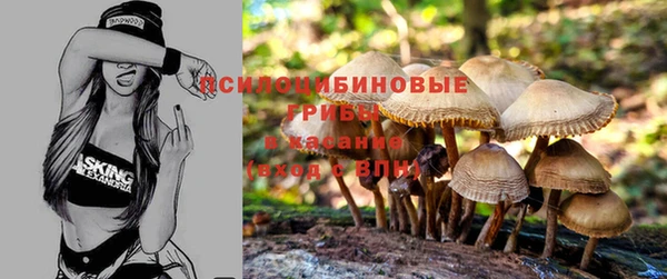 apvp Алзамай